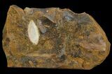 Unidentified Fossil Seed From North Dakota - Paleocene #95360-1